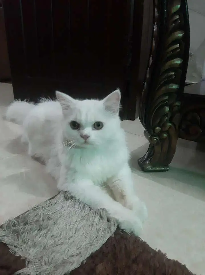 persian cat — photo 2