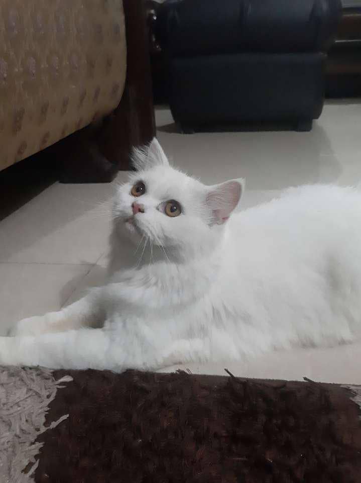 persian cat 2