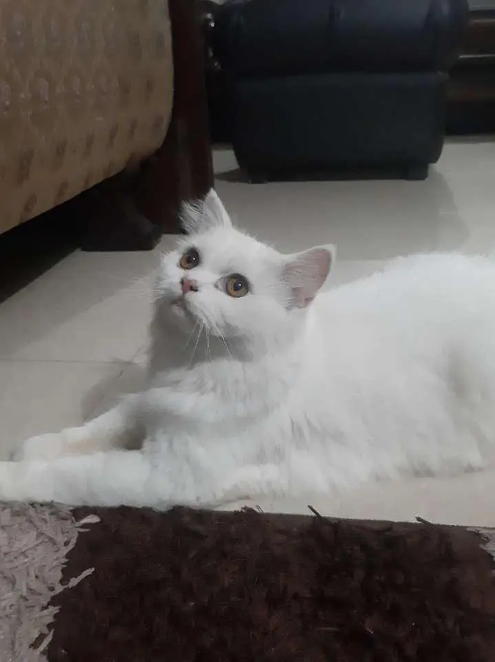 persian cat — photo 3