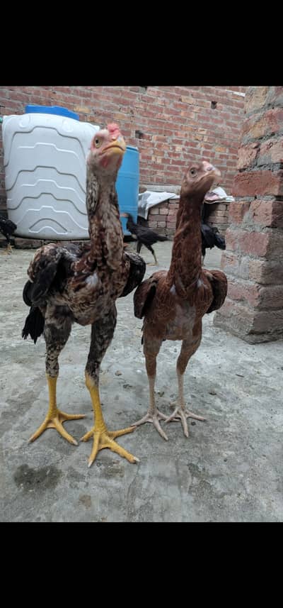 Pakistani Aseel home breid