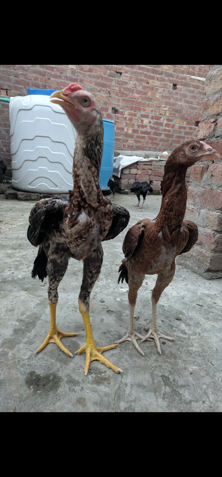 Pakistani Aseel home breid — photo 2