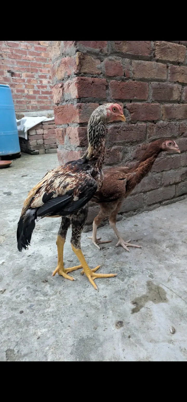 Pakistani Aseel home breid — photo 3