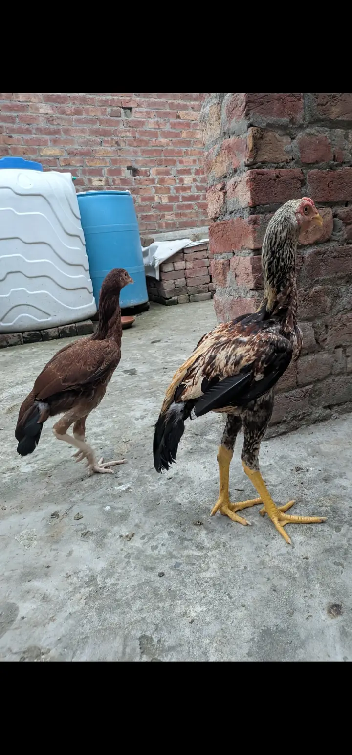 Pakistani Aseel home breid — photo 4