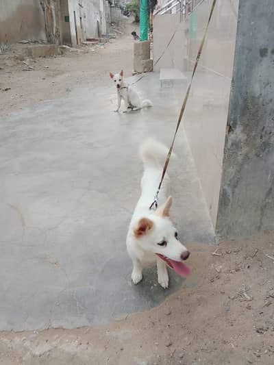 dog 2