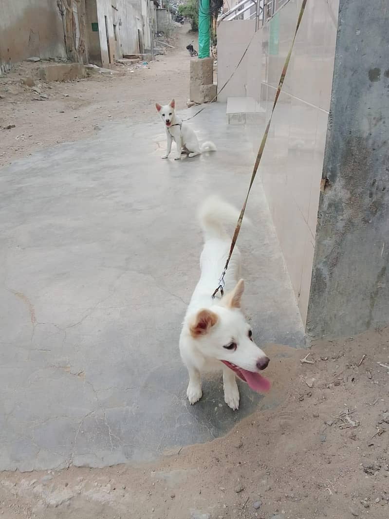 dog 2 0