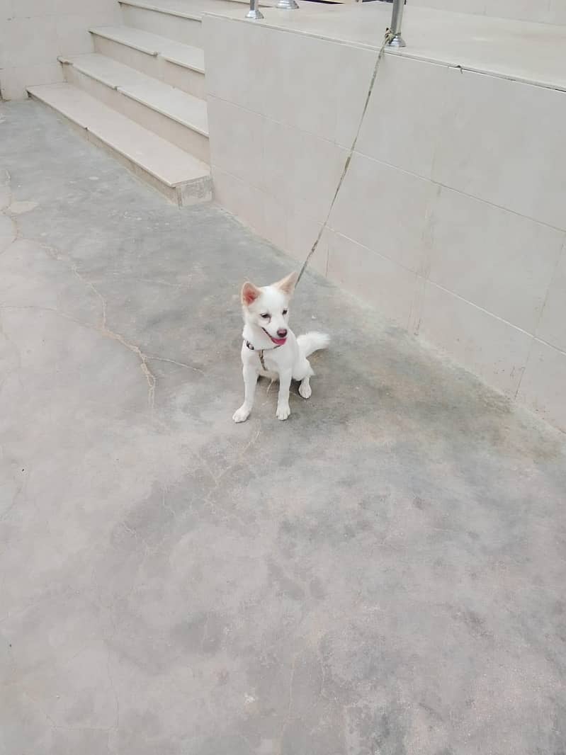dog 2 1