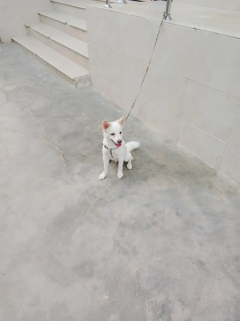 dog 2 — photo 2