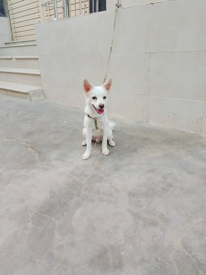 dog 2 2