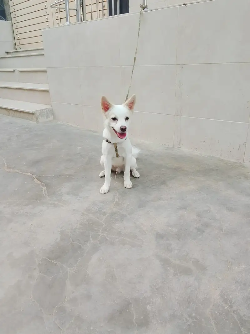 dog 2 — photo 3