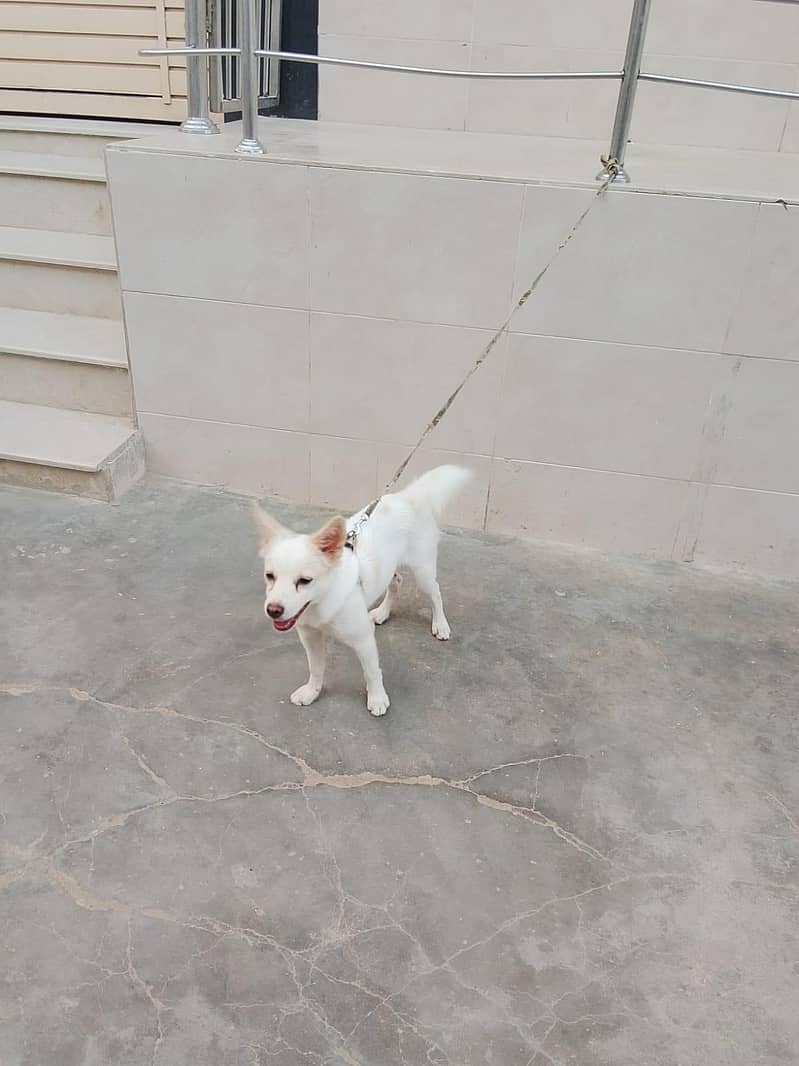 dog 2 3