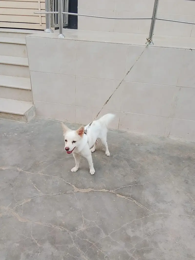 dog 2 — photo 4