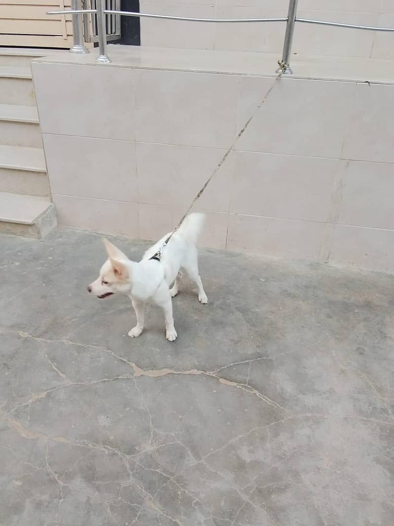 dog 2 4