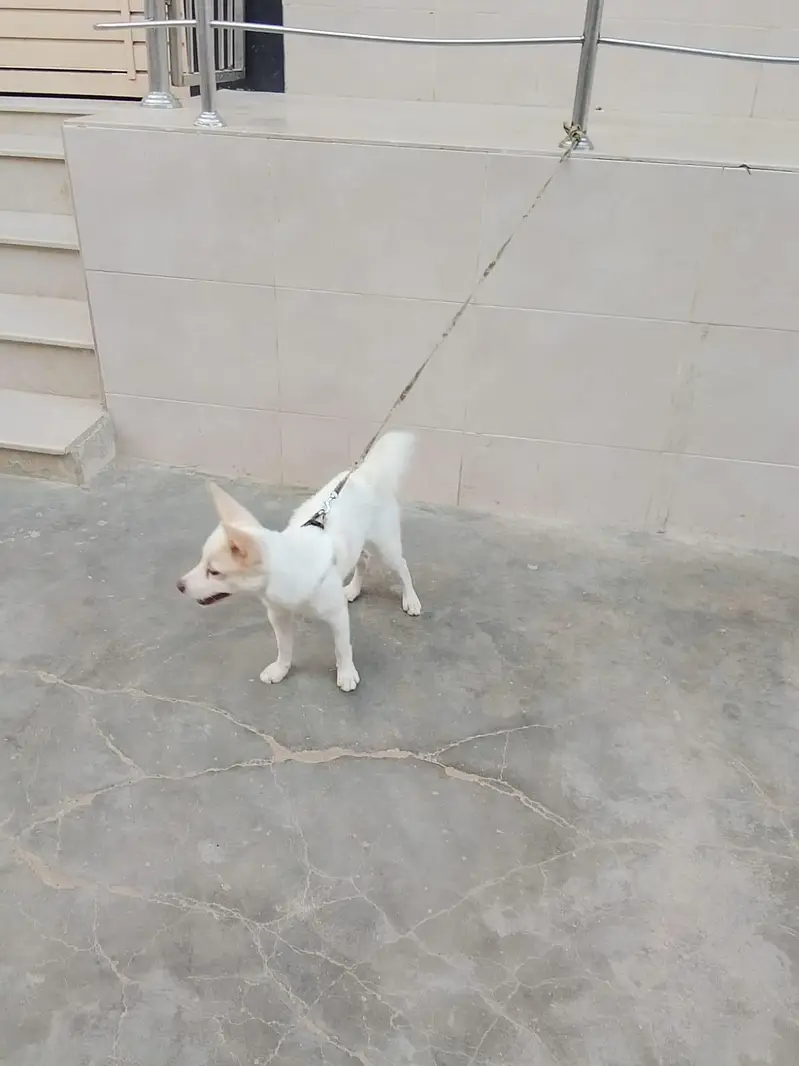 dog 2 — photo 5