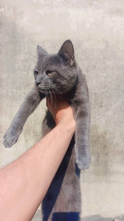 Pure Russian blue male kitten for sale