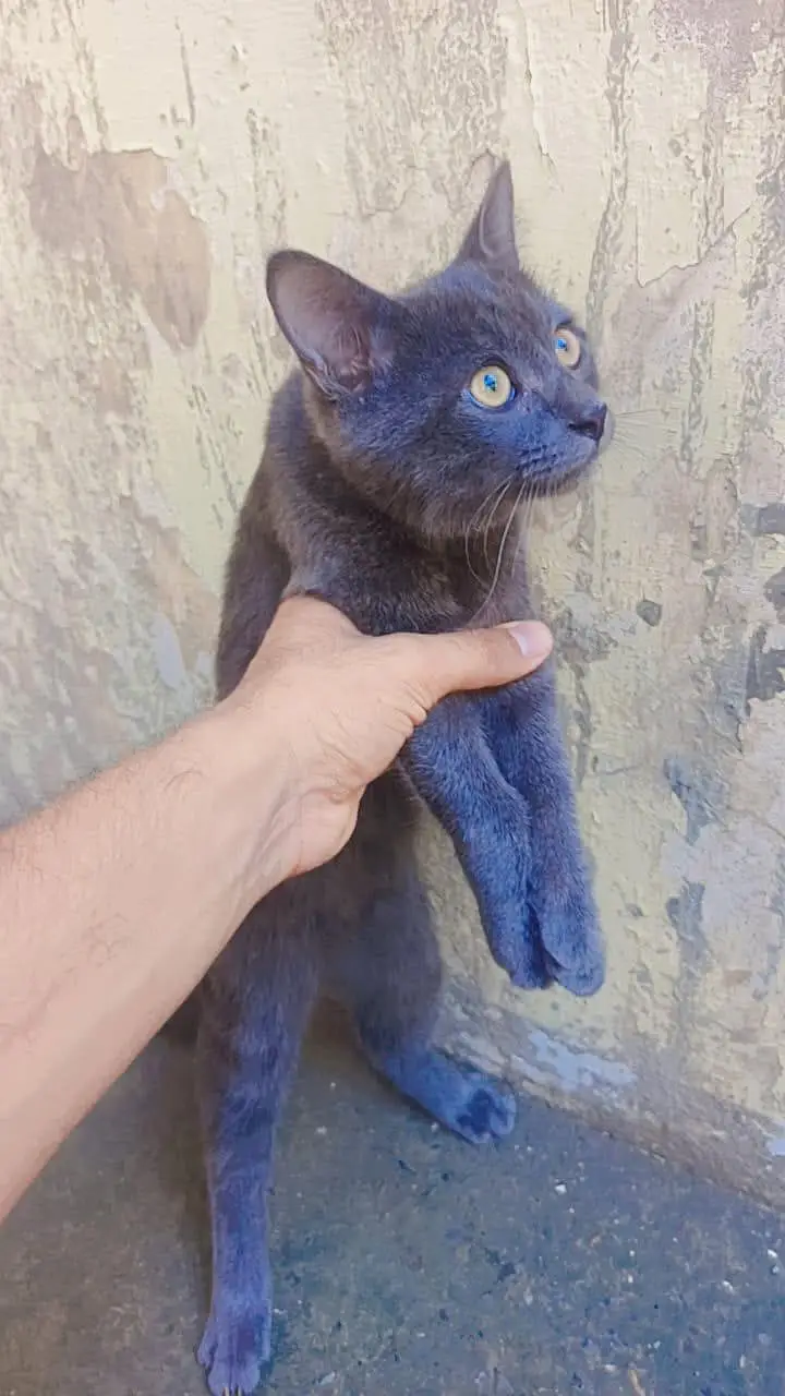 Pure Russian blue male kitten for sale — photo 2