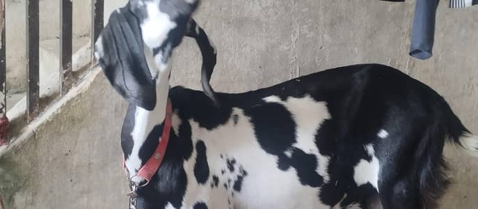 gabban goat