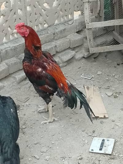 pure aseel patha for sale
