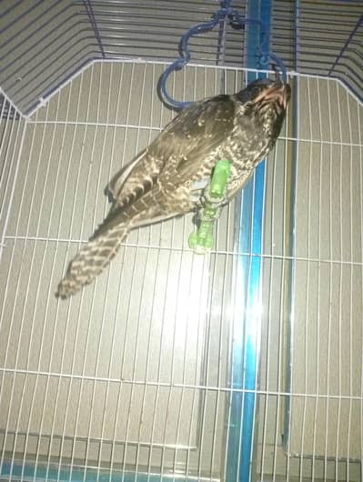 Koel 2 month healthy