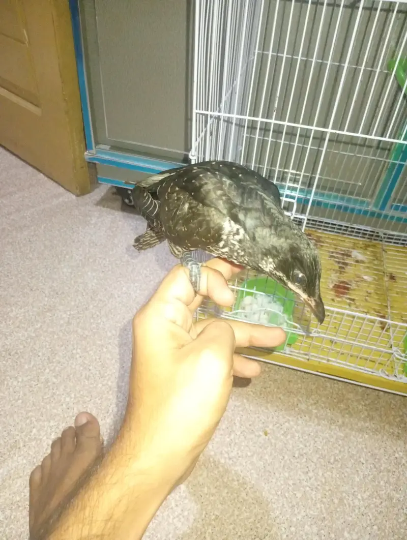 Koel 2 month healthy — photo 2