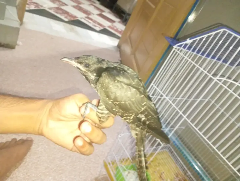 Koel 2 month healthy — photo 3