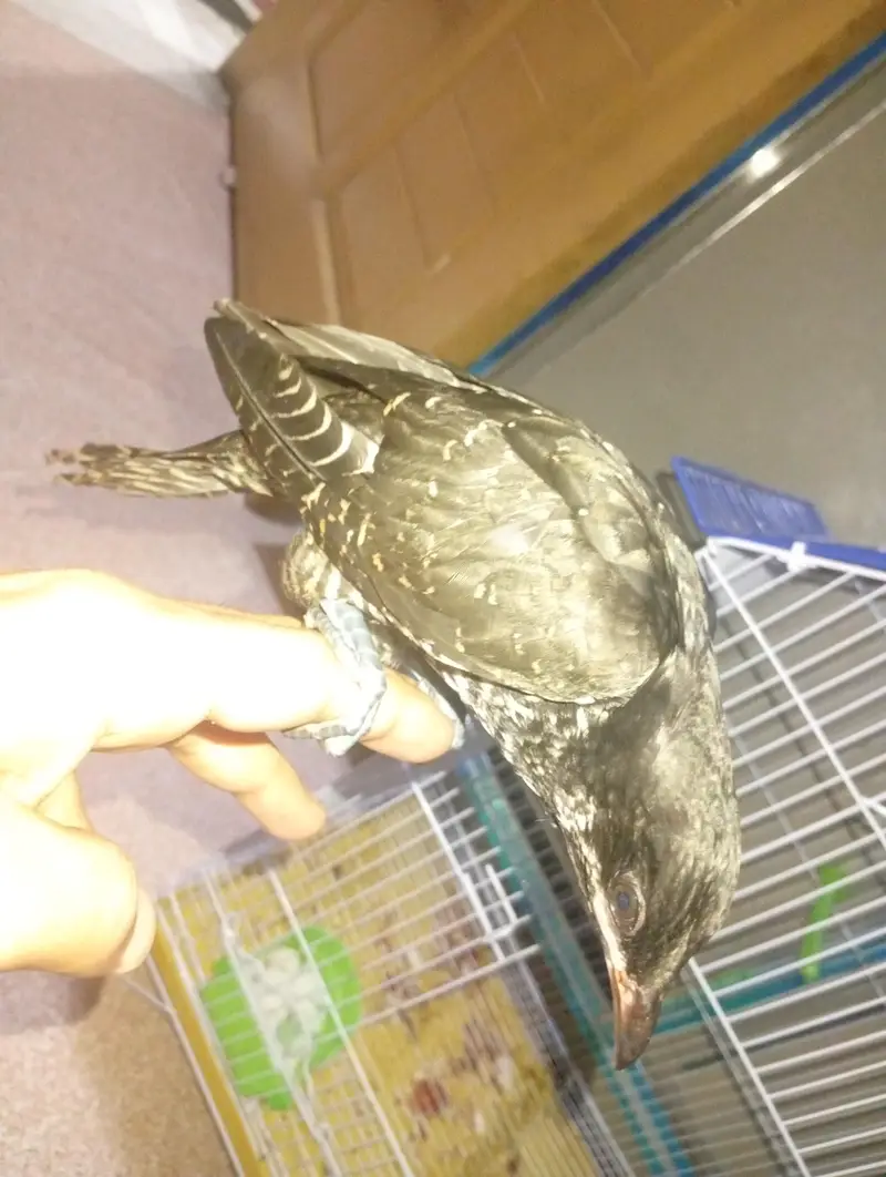 Koel 2 month healthy — photo 4