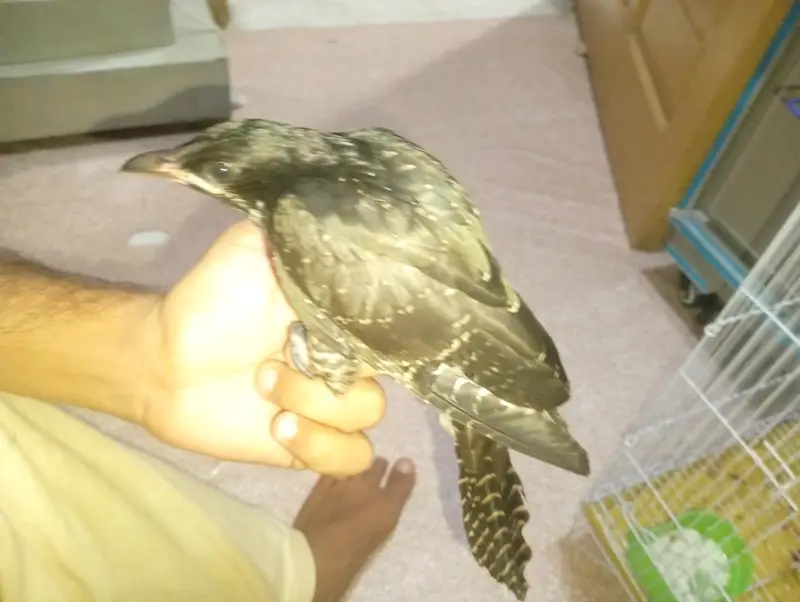 Koel 2 month healthy — photo 5