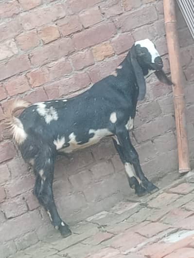 betal kala daba kheera bakra 2027 ki qurbani ka Liye sale