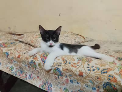 Persian male cat