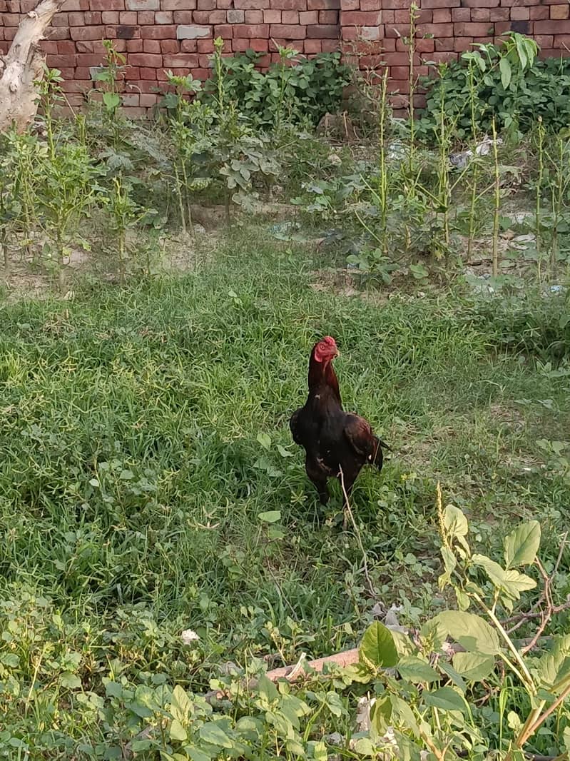 دونوں ساتھ ہزار روپے کے فائنل 2