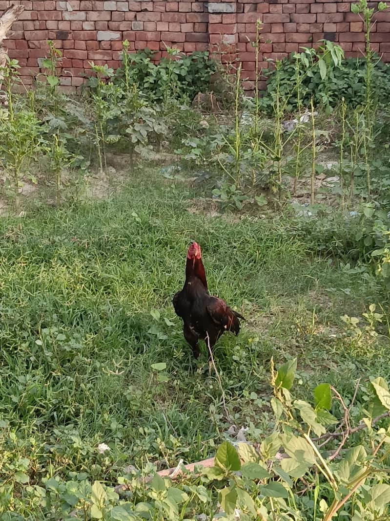 دونوں ساتھ ہزار روپے کے فائنل 3