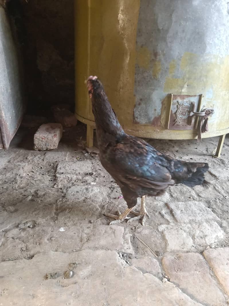 دونوں ساتھ ہزار روپے کے فائنل 4