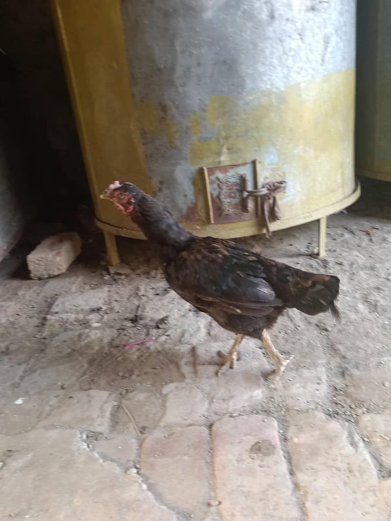 دونوں ساتھ ہزار روپے کے فائنل 5
