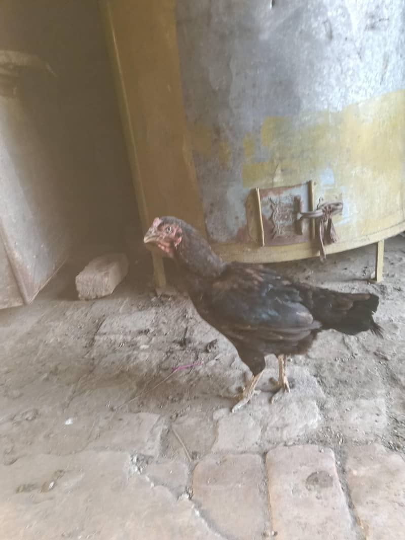 دونوں ساتھ ہزار روپے کے فائنل 6