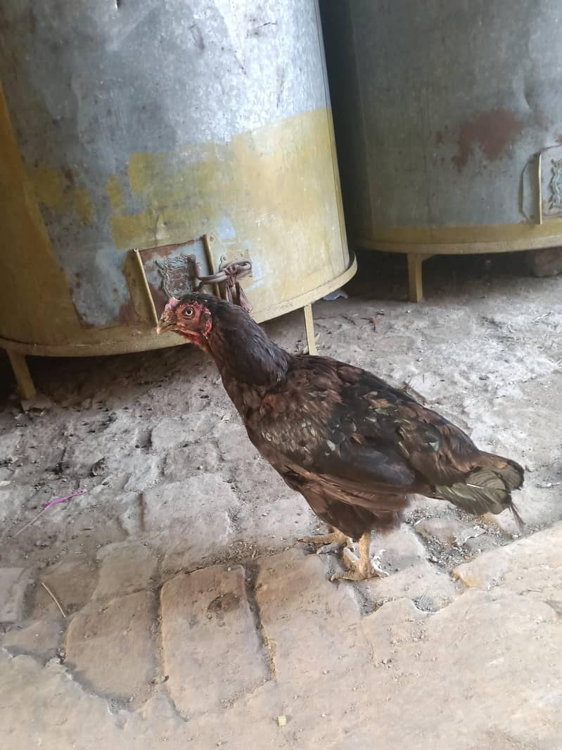 دونوں ساتھ ہزار روپے کے فائنل 7