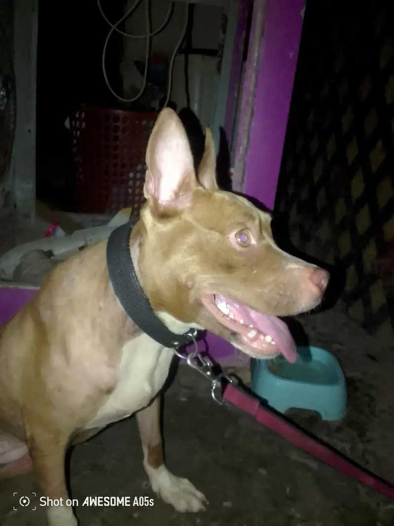 American pitbull terrier — photo 5
