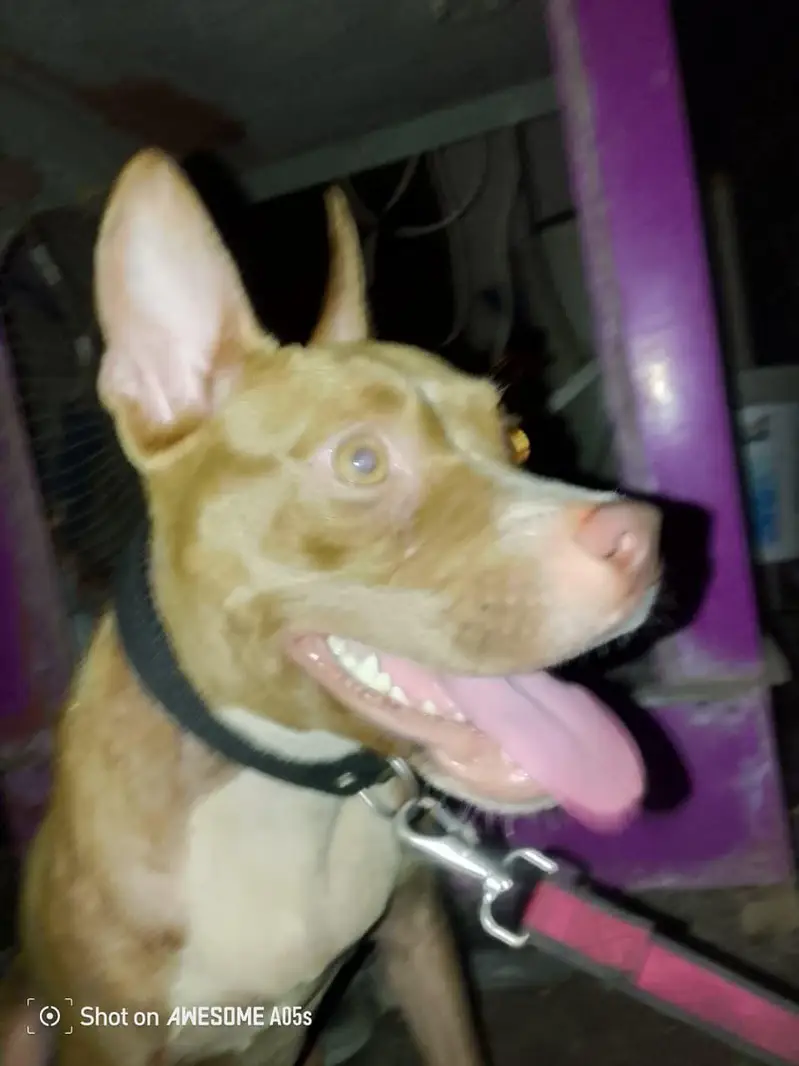 American pitbull terrier — photo 6