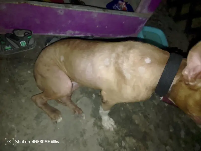 American pitbull terrier — photo 8