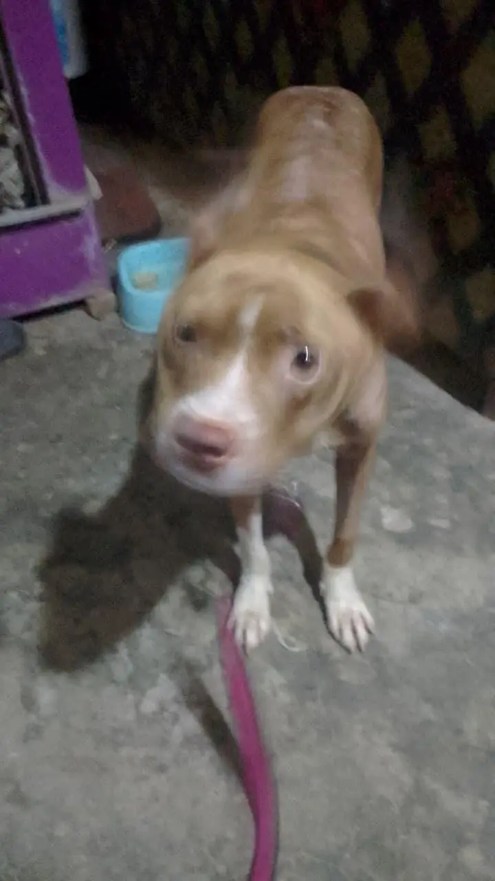 American pitbull terrier — photo 10