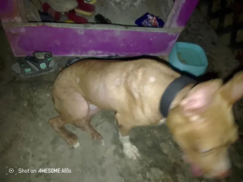 American pitbull terrier — photo 11