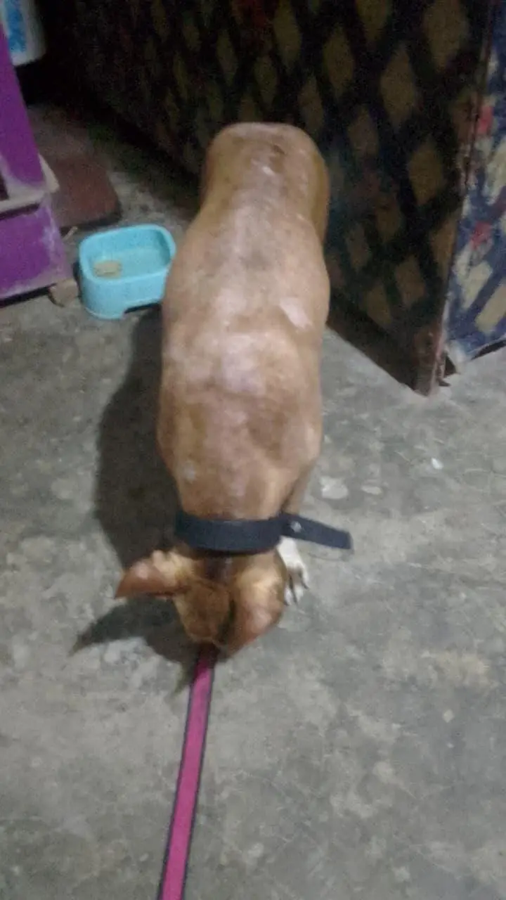 American pitbull terrier — photo 12