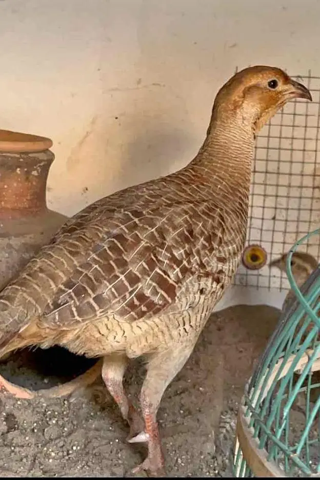 teetar male