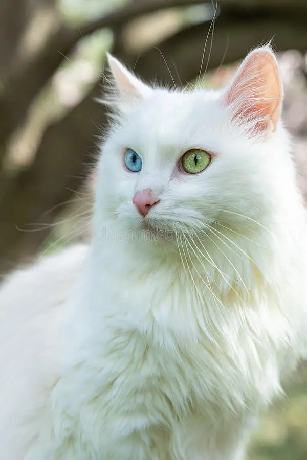 Odd Eyes Double Coated Persian Male Cat — photo 2