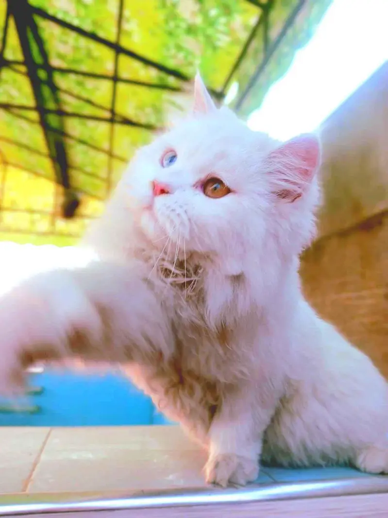 Odd Eyes Double Coated Persian Male Cat — photo 3
