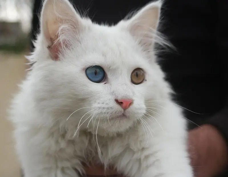 Odd Eyes Double Coated Persian Male Cat — photo 4