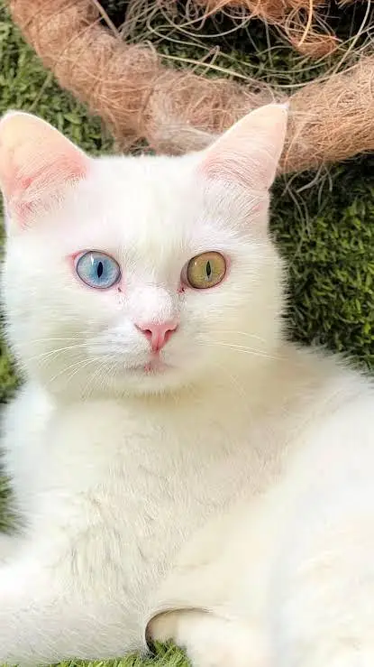 Odd Eyes Double Coated Persian Male Cat — photo 5