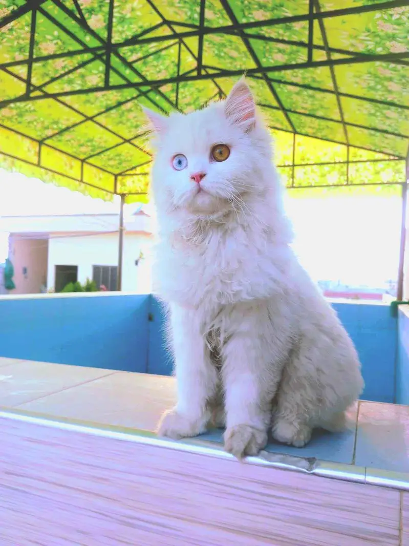 Odd Eyes Double Coated Persian Male Cat — photo 6