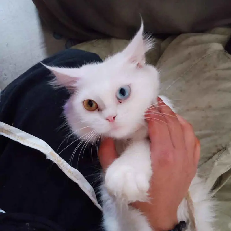 Odd Eyes Double Coated Persian Male Cat — photo 7