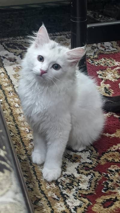 persian male cat for sale