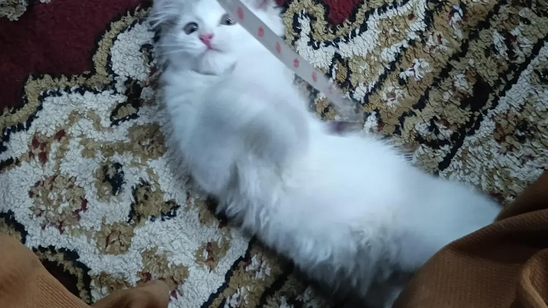 persian male cat for sale — photo 2