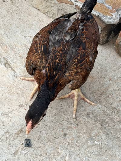Aseel chicks